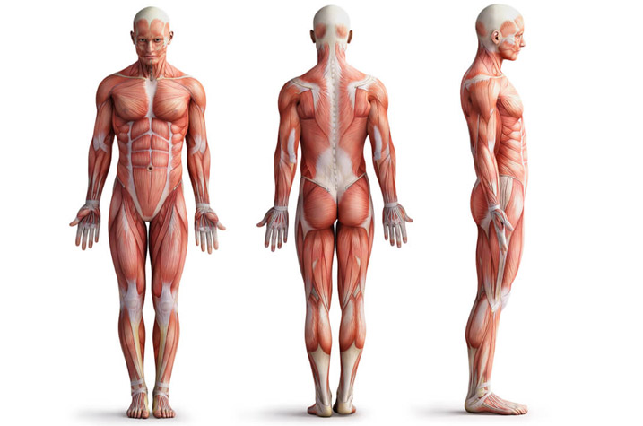 Structure intérieure des muscles et ligaments du corps humain